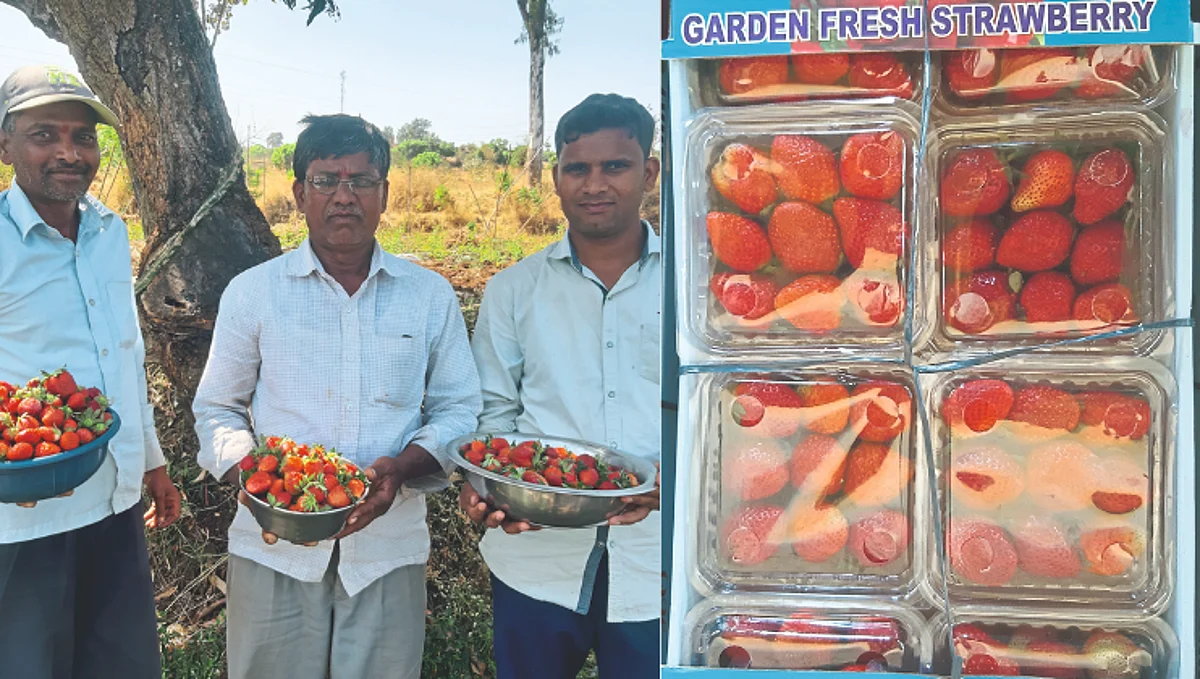 strawberry crop
