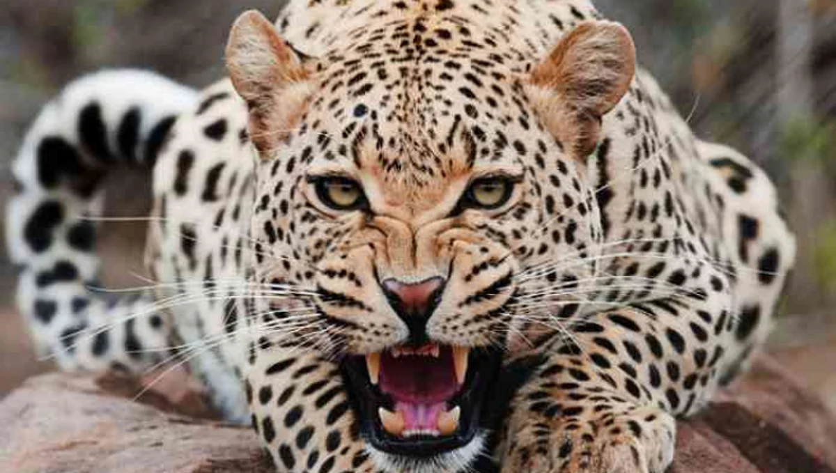 Wild Animal Attack