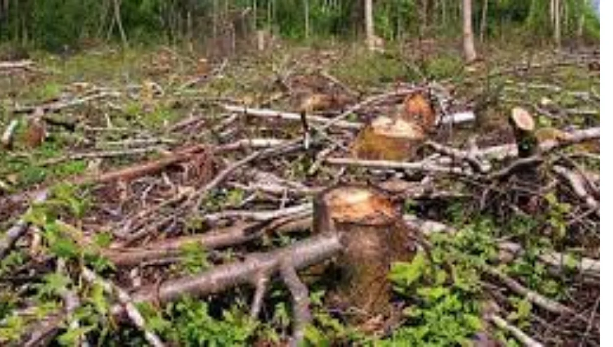 Cut Tree