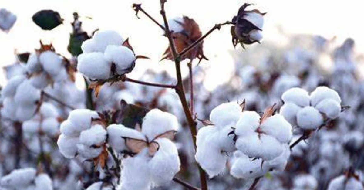 Cotton Rate Today