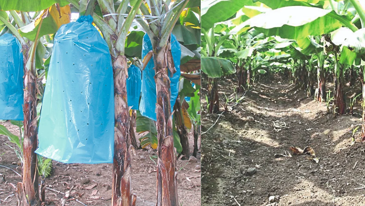 Banana Orchard Management