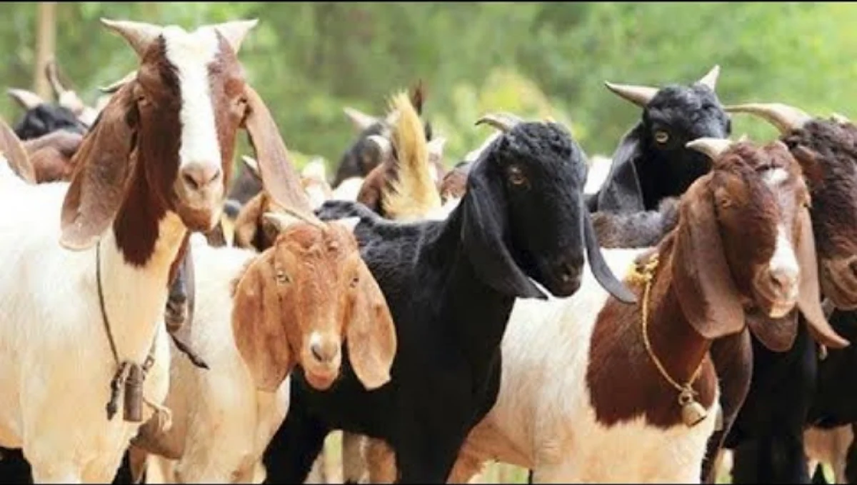 जाणून घ्या, शेळी निवडीचे निकष