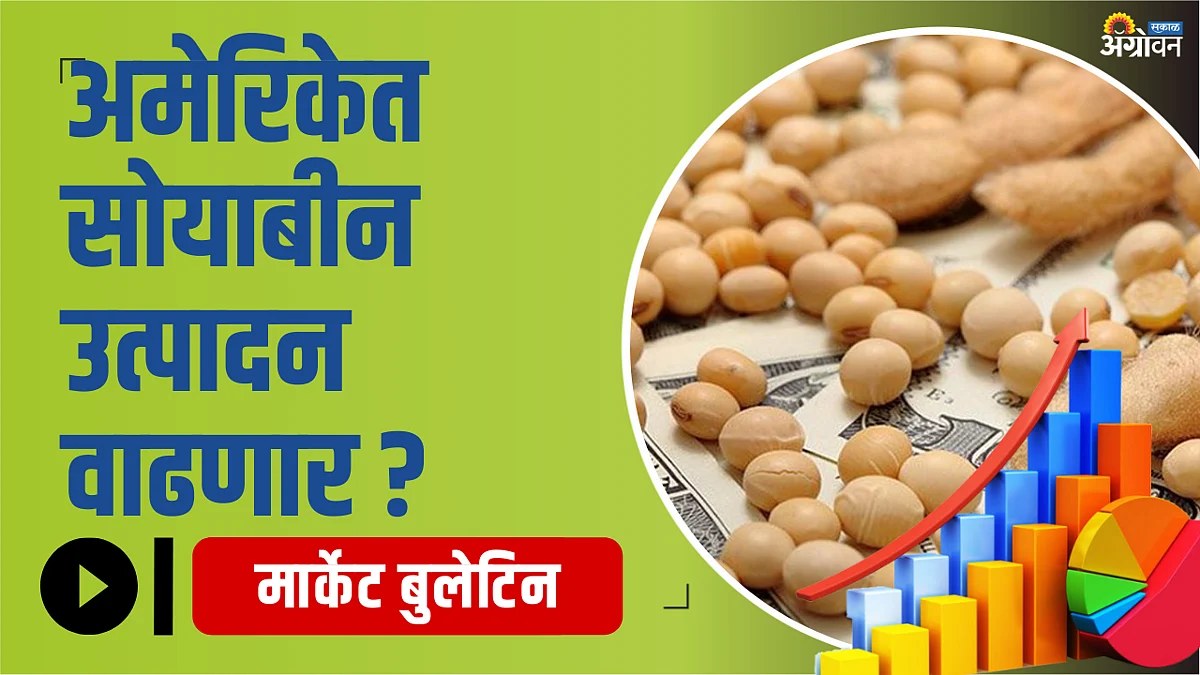 Farmers will increase sowing as Soyabean Bajarbhav is booming