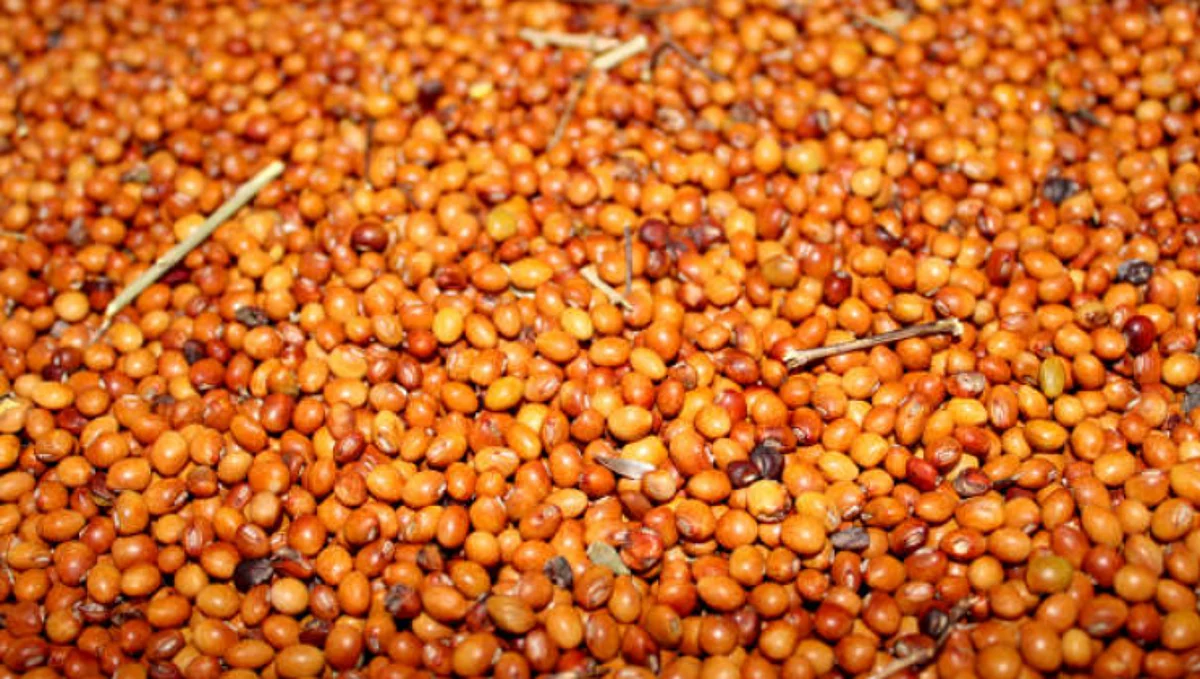 Tur bajarbhav