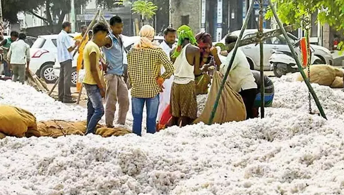 cotton rate