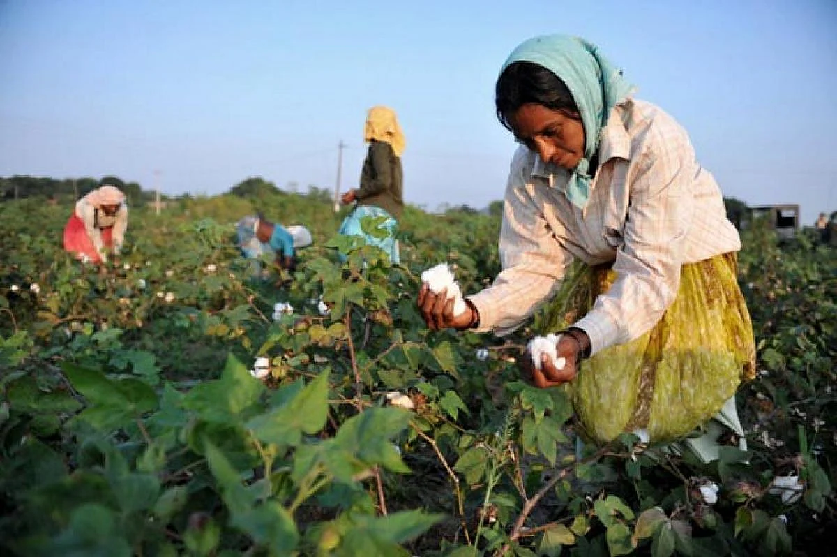 Cotton Cultivation