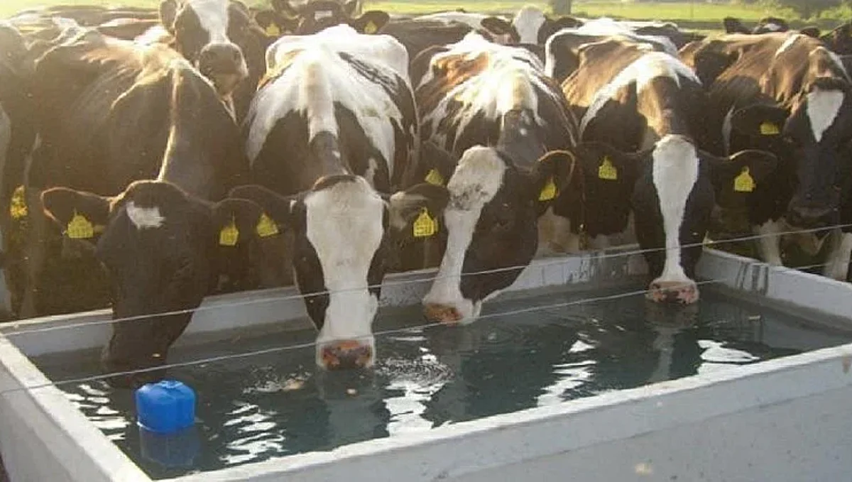 Water requirement of animal during summer season