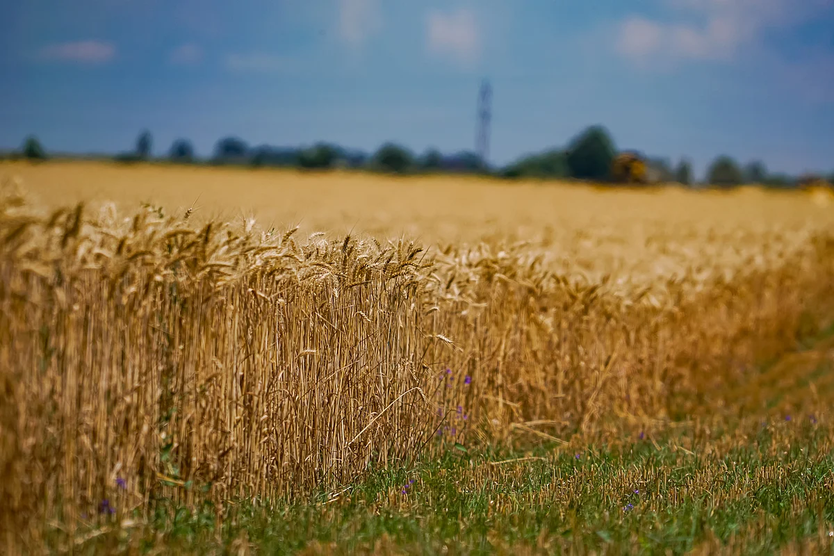 Wheat Rate