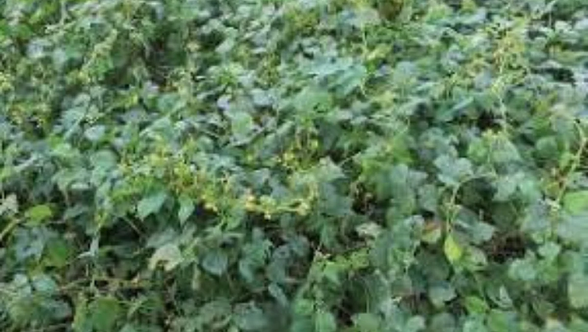 Information about ricebean fodder crops