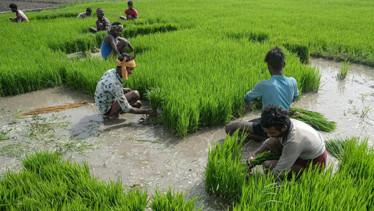 पांरपरिक भातबियाण्यास मागणी