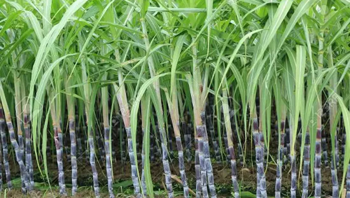 Sugar Cane Production
