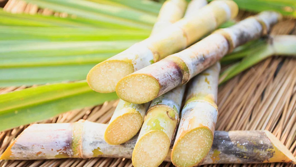 Sugarcane FRP