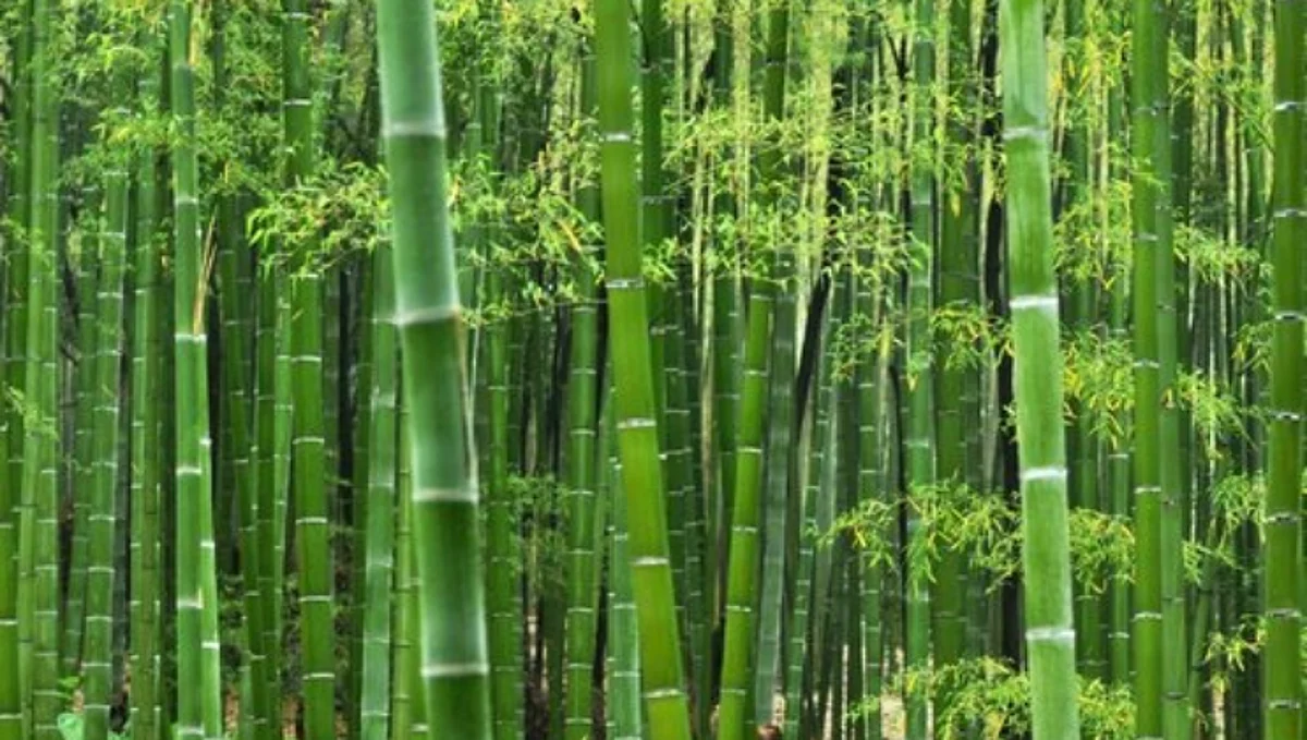 Bamboo