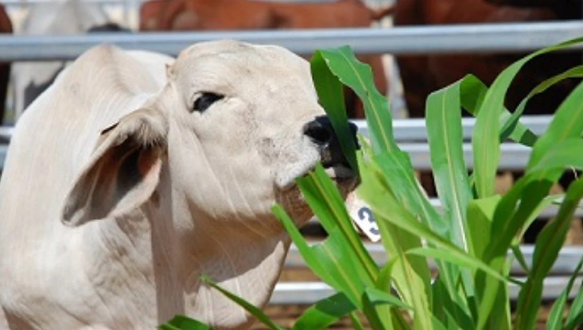 Fodder management of green fodder