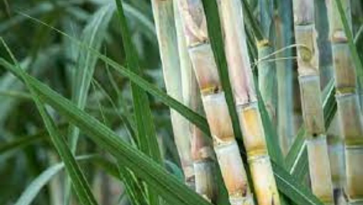 Sugarcane