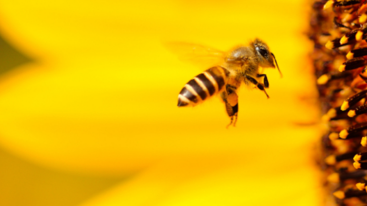 honey tourism