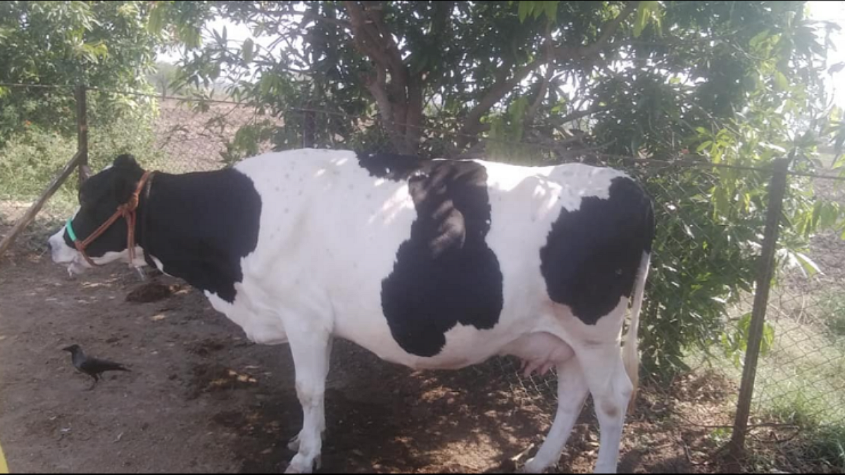 कालवड संगोपन करावे का?