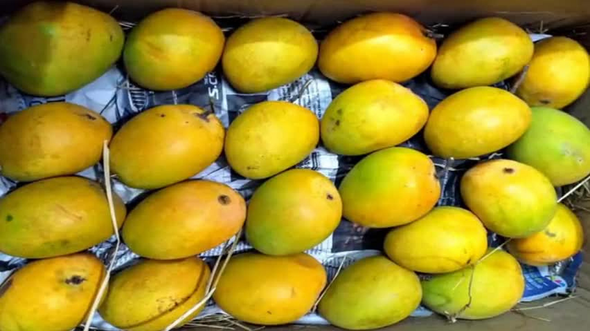 Mango