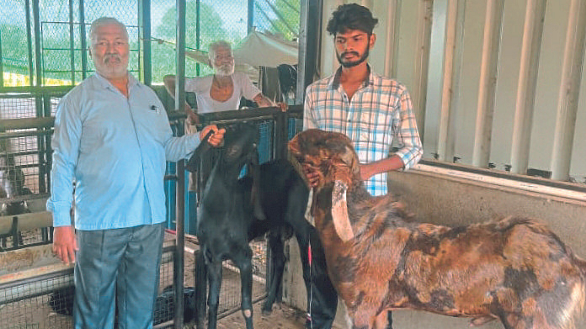 गडहिंग्लज भागात शेळीपालनातील ‘स्टार्ट अप’