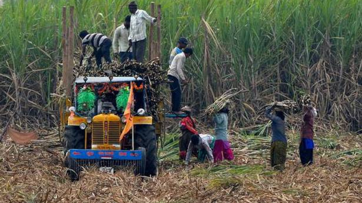 Sugarcane Harvesting