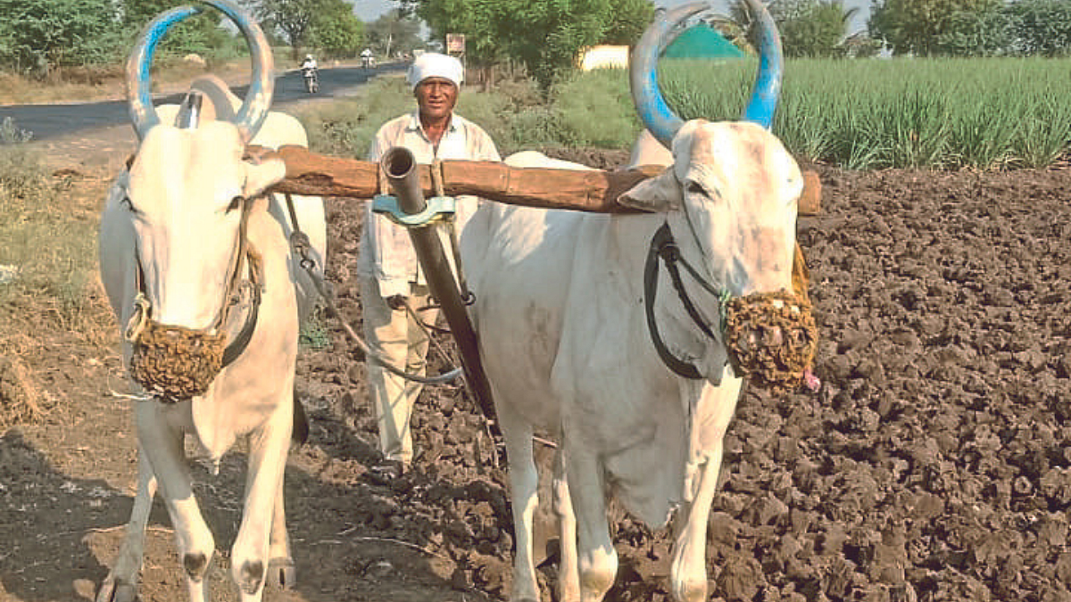 Bull Cultivation