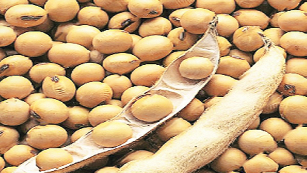 Soybean Seeds