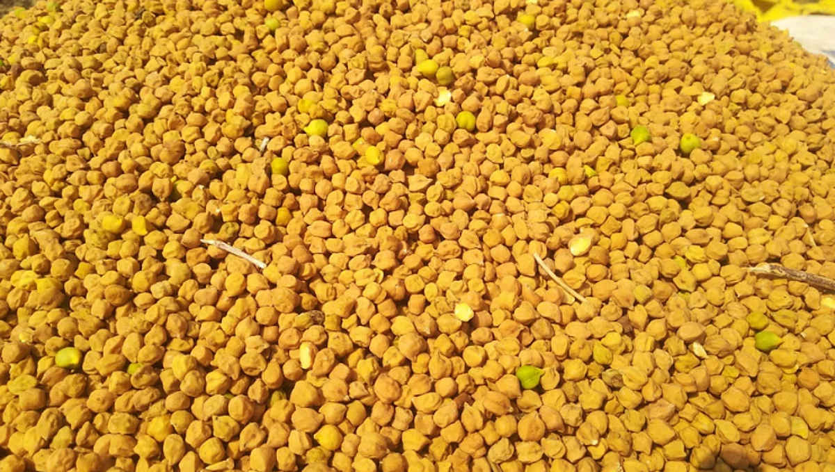 देशात खरंच हरभरा उत्पादन १३९.८ लाख टनांवर पोचलं?