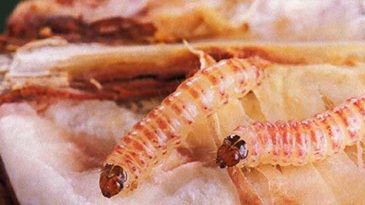 Pink Bollworm