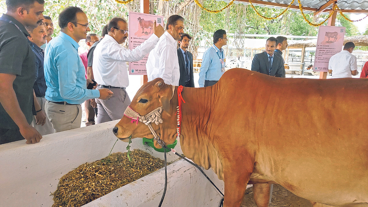 दुग्धोत्पादनासाठी देशी गोवंश संशोधनावर भर द्या
