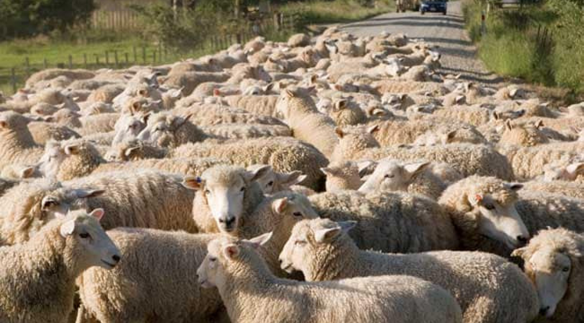 sheep
