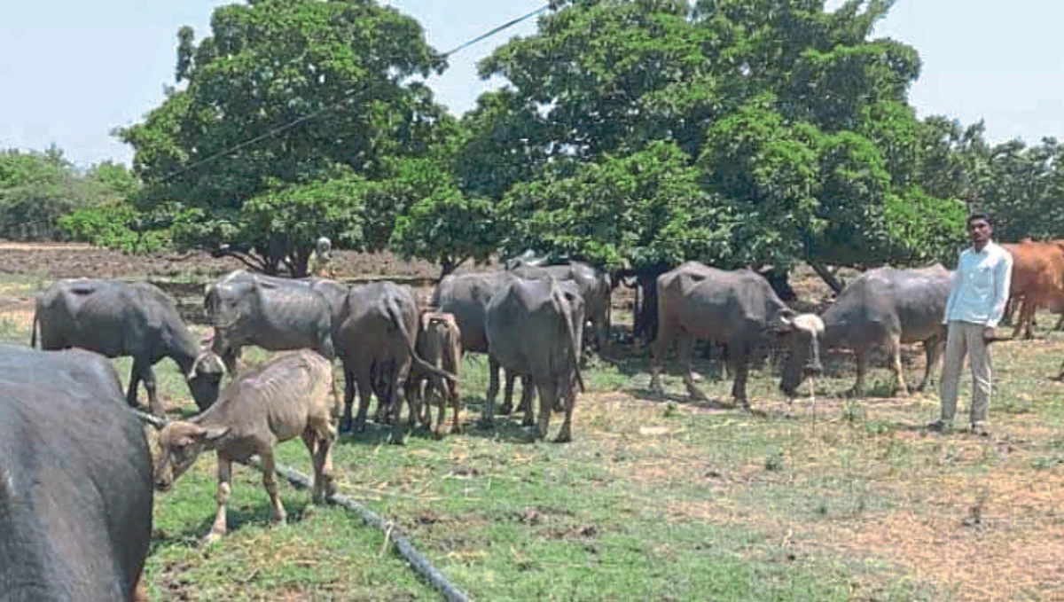 Buffalo Rearing