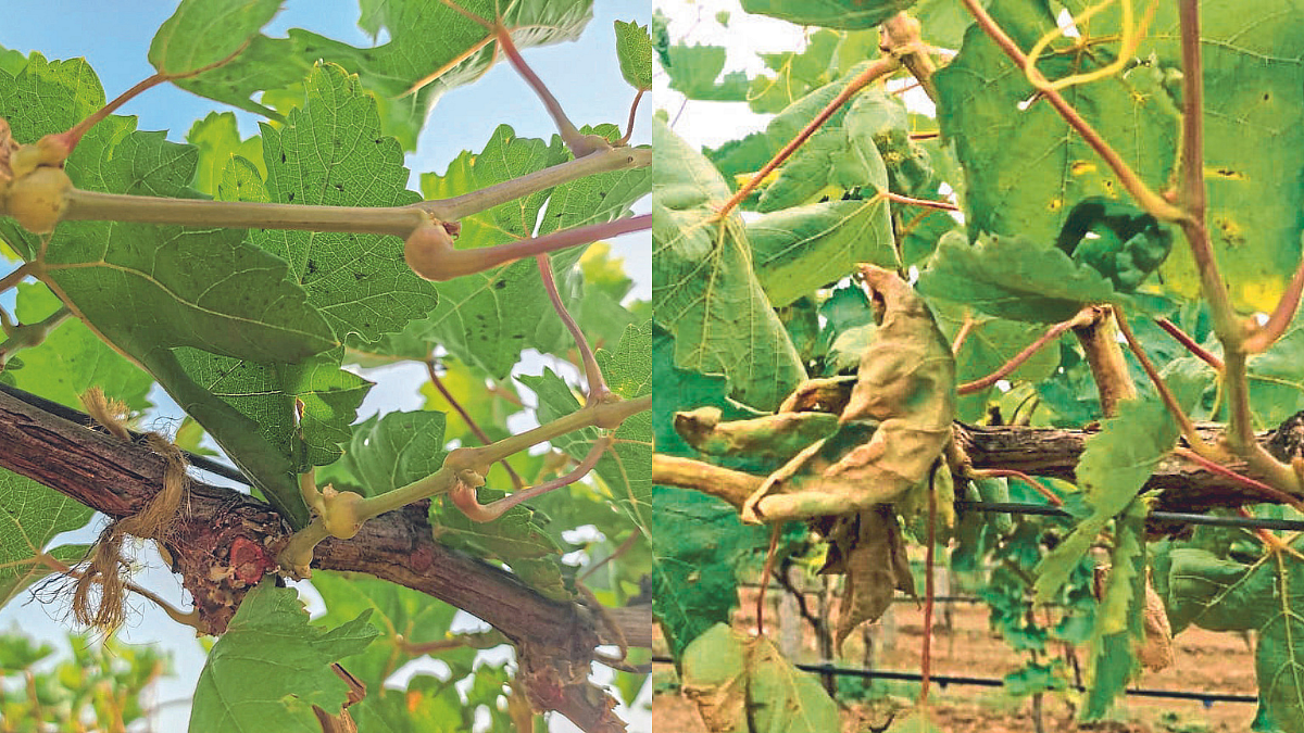 अचानक सुकवा, काडीवर गाठी येण्याची समस्या