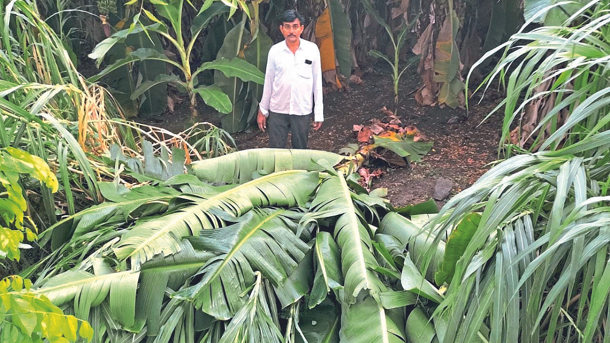 भोकर तालुक्यात मॉन्सूनपूर्व पावसाचा
केळीला तडाखा