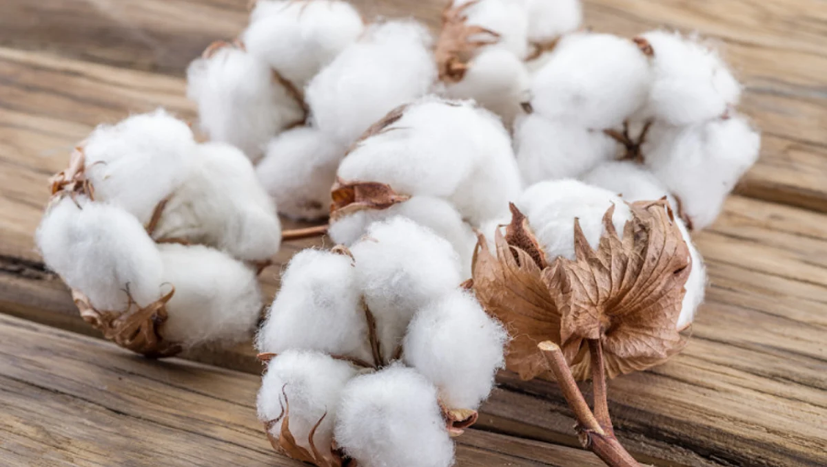 Cotton Market