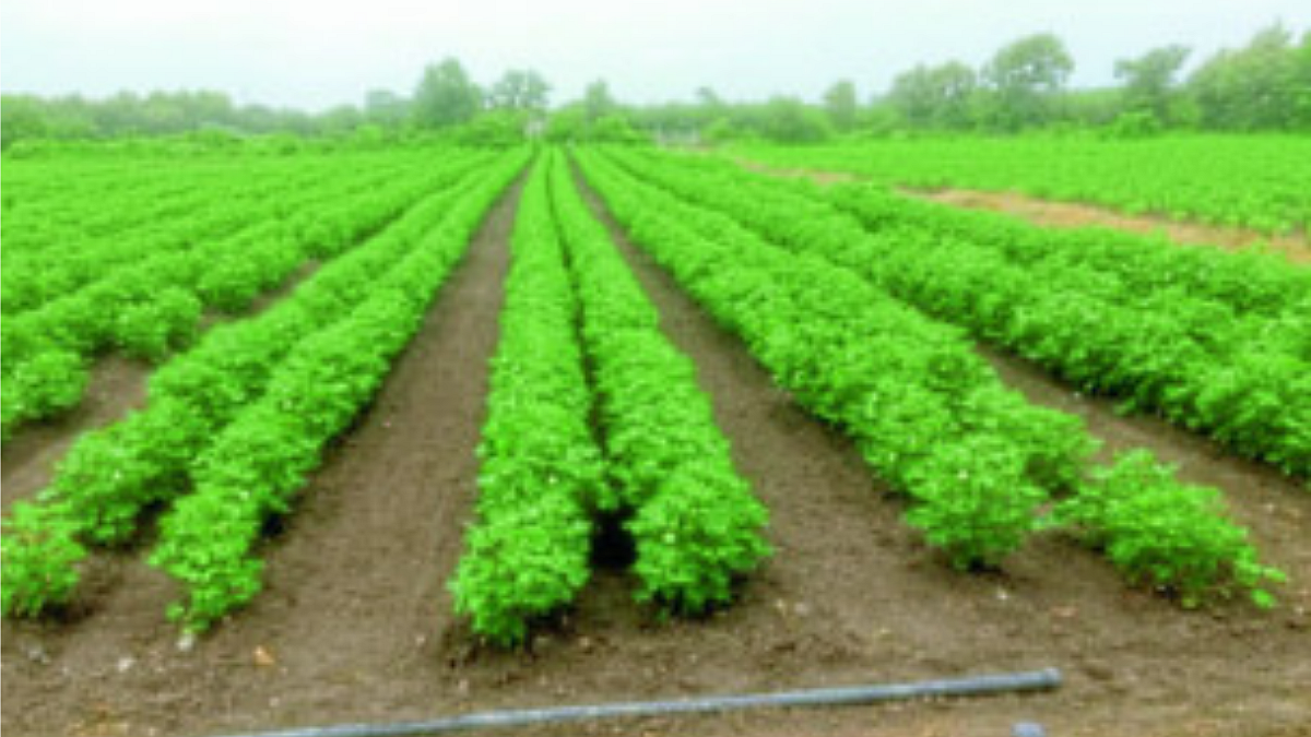 BT Cotton