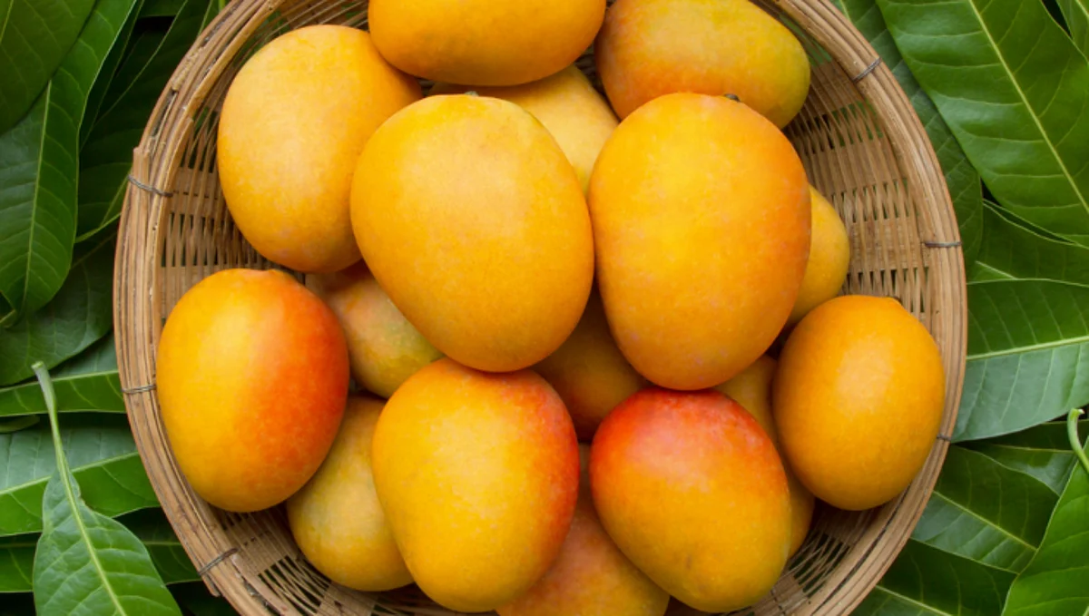 Mango Competition