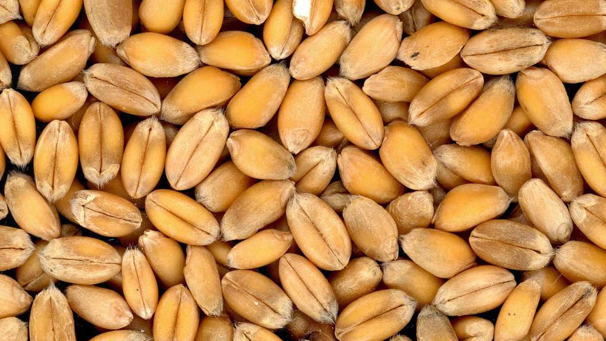wheat
