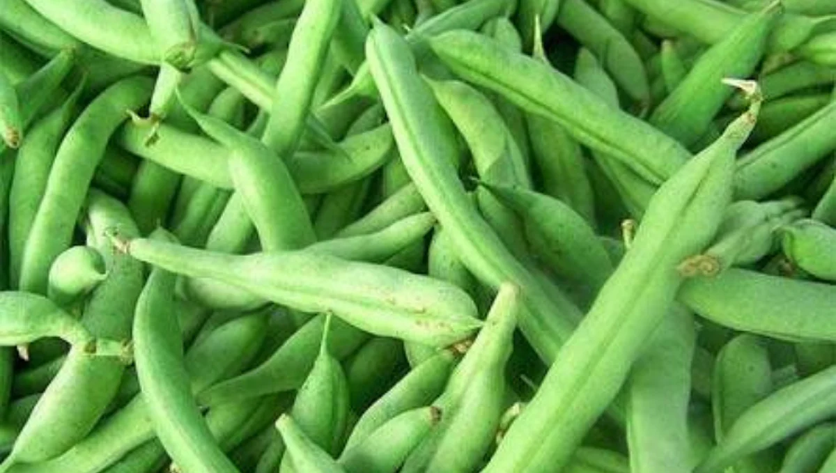 Vegetable