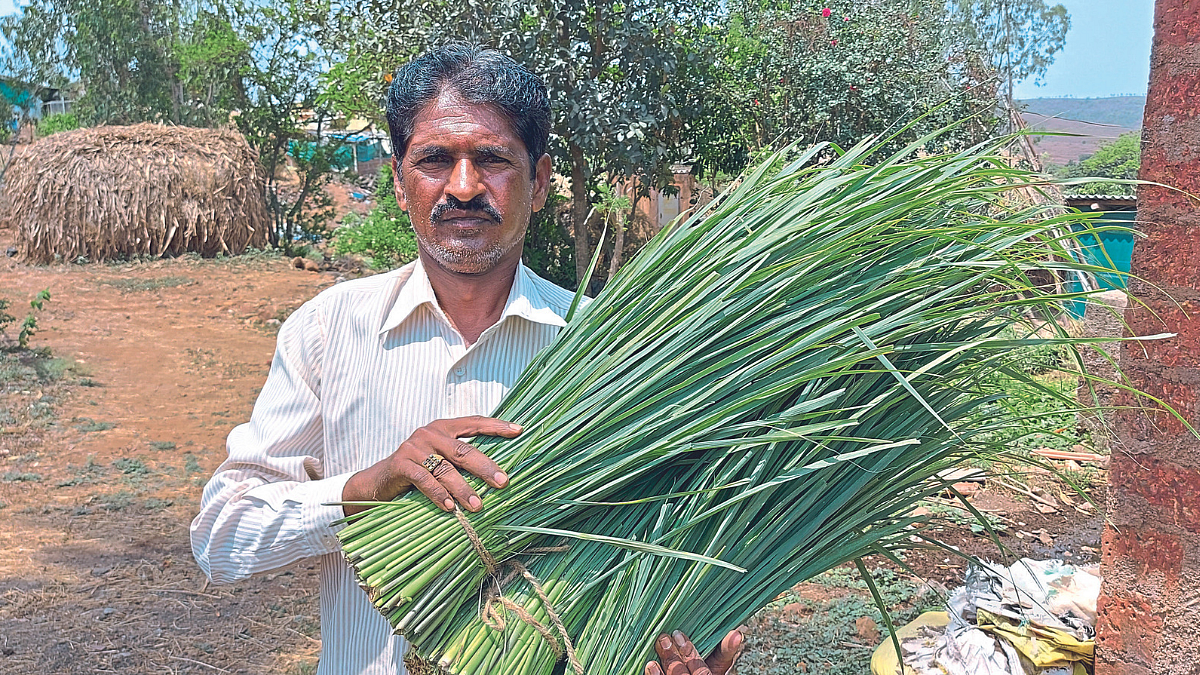 उत्कृष्ट पेंडी बांधलेला दर्जेदार गवती चहा दाखवताना सुनील निकम.