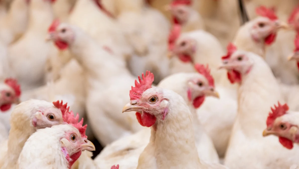 Poultry Management