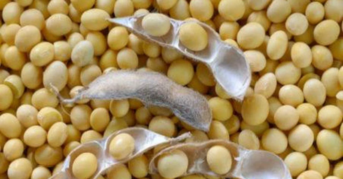 soybean