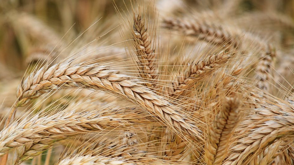 wheat