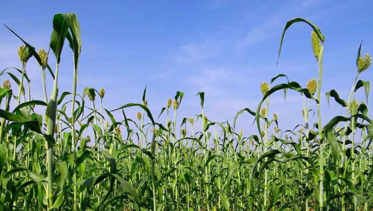 Jowar plantation for fodder purpose