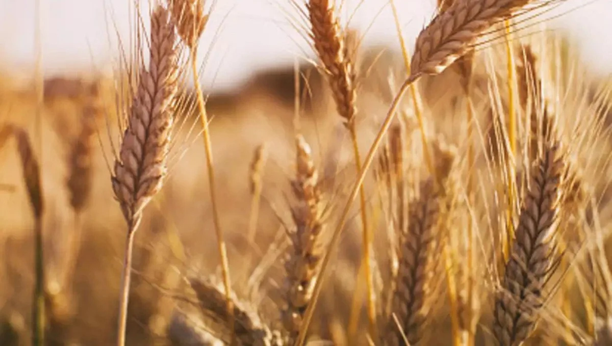Wheat Production