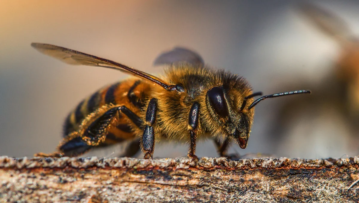 Honey Bee Village
