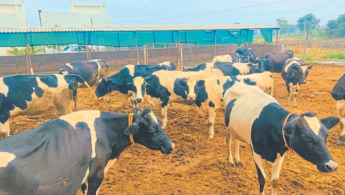 Dairy business
