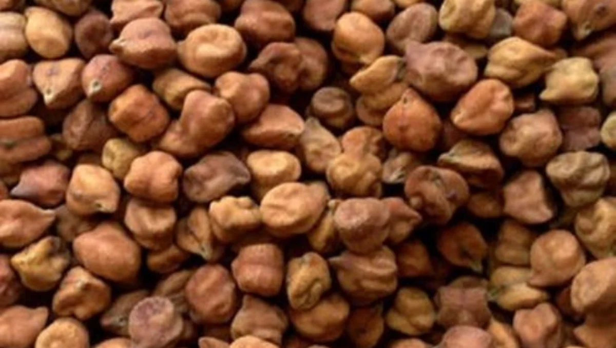 Chana Bajarbhav