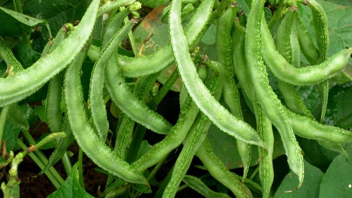 नर वंध्यत्व उत्परिवर्तन तंत्रातून नव्या वाल जातींचा विकास