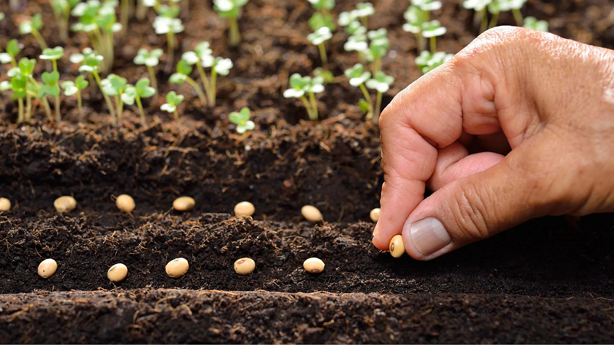 Seed