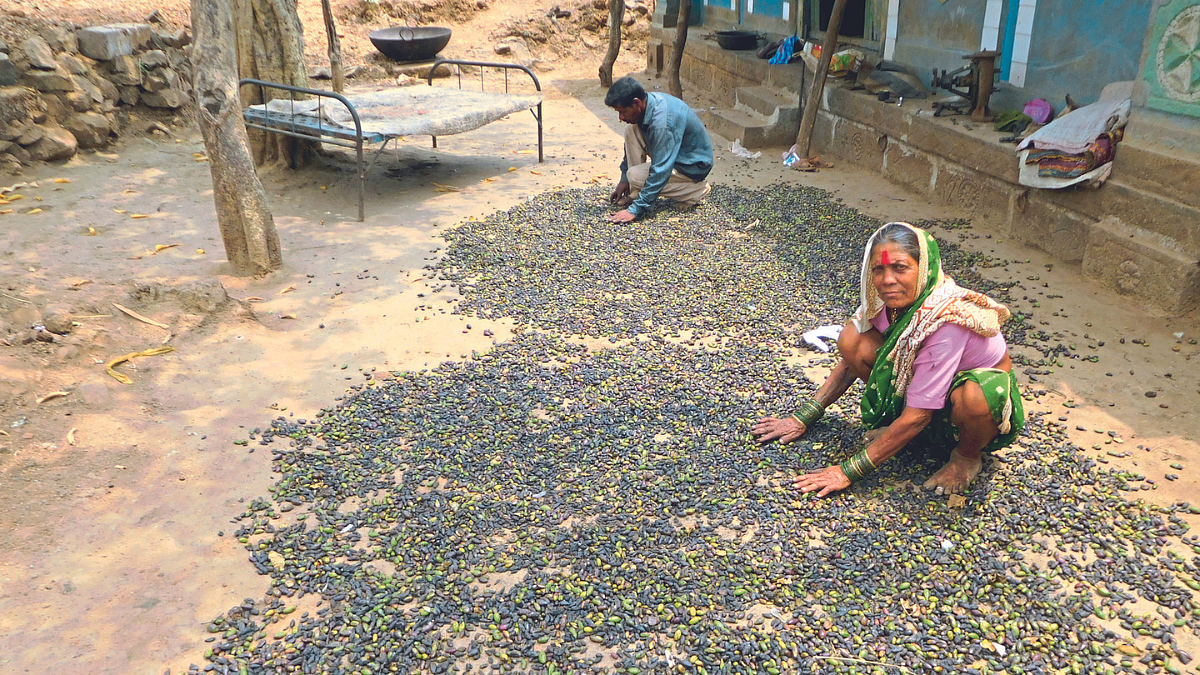 बाळहिरडा खरेदीप्रश्नी आंदोलनाची तयारी सुरू